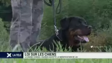 La loi sur les chiens durcie dans le canton de Vaud