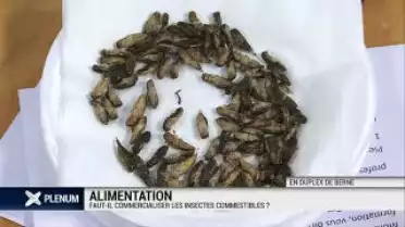 Faut-il autoriser la commercialisation des insectes?