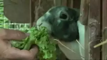 La journée conseils aux propriétaires de chiens