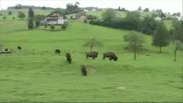 Reportage sur les élevages de bisons