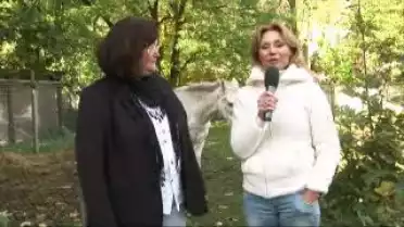 Les chiens-guides pour diabétiques