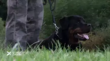 La loi sur la police des chiens