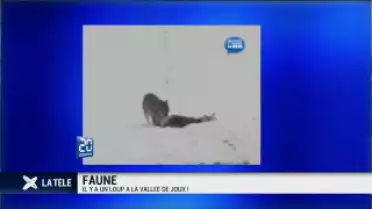Un loup à la Vallée de Joux !