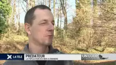 Un loup aperçu à la vallée de Joux