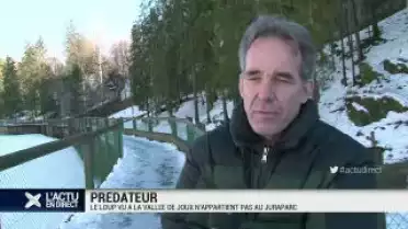 Le loup vu à la Vallée de Joux n&#039;appartient pas au Juraparc