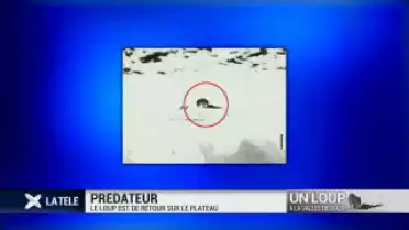 L&#039;arrivée du loup suscite de nombreuses réactions
