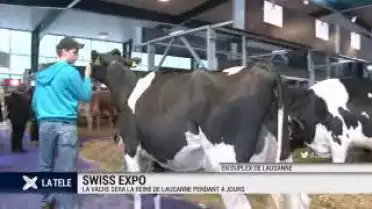 Swissexpo: la vache reine de Lausanne pour 4 jours