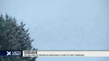Un dortoir de millions de pinsons du Nord au Crêt