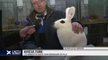 Les animaux de basse-cour s&#039;invitent au centre de Genève