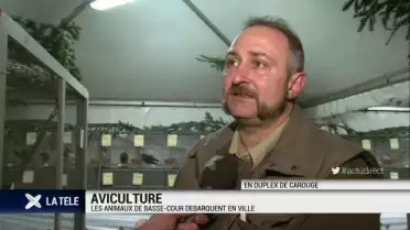 Les animaux de basse-cour s&#039;invitent au centre de Genève