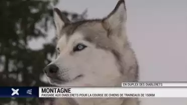 Les chiens de traîneau parcourent des km aux Diablerets