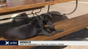 Suivez vos compagnons à la trace avec la médaille Skoubee