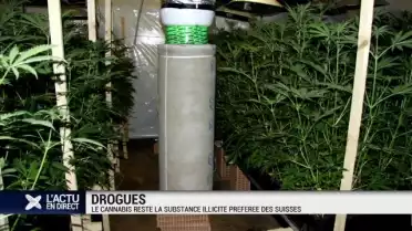 Le canabis reste la drogue préférée des Suisses