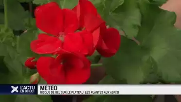 Les plantes aux abris: il va y avoir des gelées à l&#039;aube.