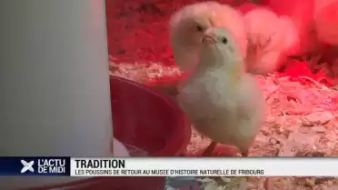 Les poussins toujours aussi chers aux Fribourgeois