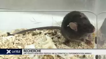 Une alternative à l&#039;expérimentation animale trouvée