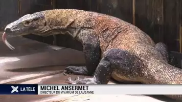 Un dragon de Komodo au Vivarium de Lausanne