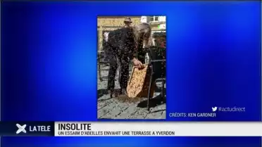 Un essaim d'abeilles envahit une terrasse à Yverdon