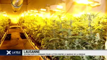 Dépénaliser le canabis pour luter contre le trafic