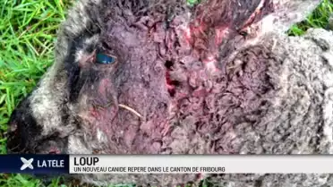 Un nouveau loup repéré dans le canton de Fribourg