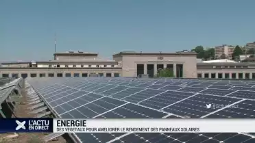 Des plantes pour améliorer le rendement des cellules solaire