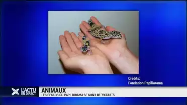 Les geckos du papiliorama se sont reproduits