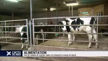 Pas de cheval dans les produits à base de boeuf
