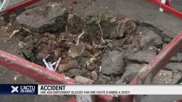 La chute d&#039;un arbre blesse plusieurs jeunes femmes à Vevey