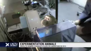 Baisse du nombre d&#039;animaux utilisés en laboratoire en 2013