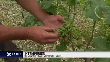 Grêle sur les vignes du Lavaux