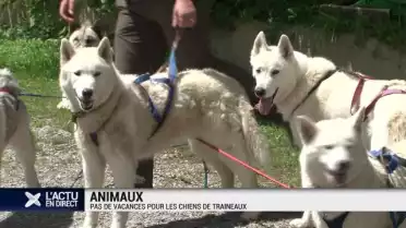 Pas de vacance pour les chiens de traineaux