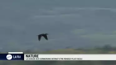 La chasse aux cormorans devrait être rendue plus facile