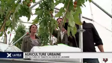 Des tomates au coeur de Lausanne