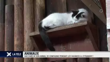 Abandons d&#039;animaux stables durant l&#039;été