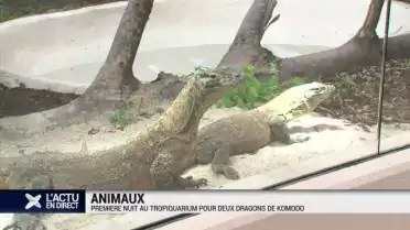 Première nuit au Tropiquarium pour deux dragons de Komodo