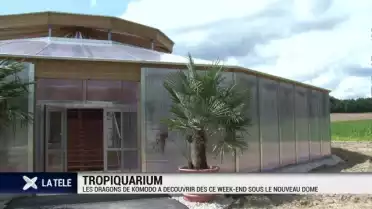 Les dragons de komodo profitent du dôme du Tropiquarium