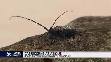 La lutte contre le capricorne asiatique se poursuit à Marly