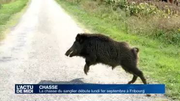 Ouverture de la chasse au sanglier