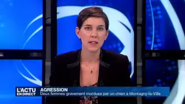 Une chienne mord sa maîtresse et une vétérinaire