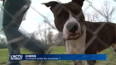 Comment éviter les morsures de chiens ?