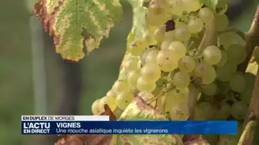 Une mouche asiatique inquiète les vignerons