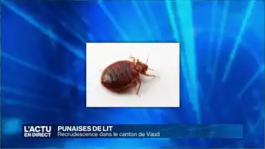 Punaises de lit: Recrudescence dans le canton de Vaud