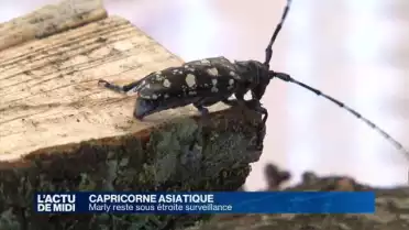 La commune de Marly surveille le Capricorne asiatique