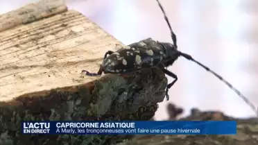 Capricorne asiatique: un été de lutte s&#039;achève à Marly
