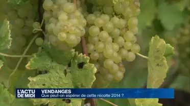 Vendanges: que peut-on espérer de la récolte 2014?