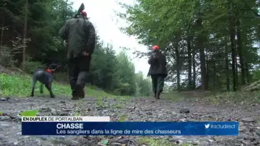 Début de la chasse de régulation depuis les miradors