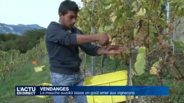 La mouche Suzukii laisse un goût amer aux vignerons