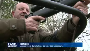 Sangliers: début de la chasse depuis les miradors