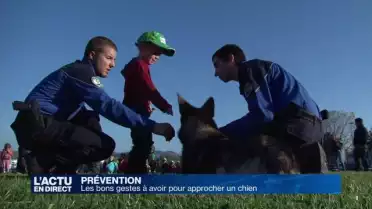 Les bons gestes pour ne pas se faire mordre par un chien