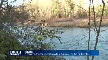 La pollution touche le poisson de la Sarine